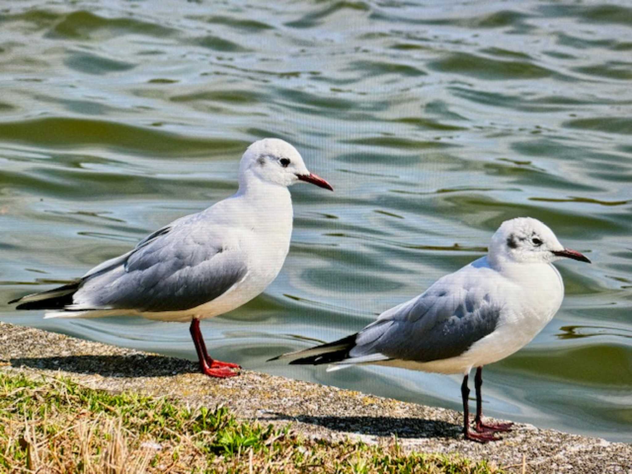 水元公園 ユリカモメの写真 by ゆるゆるとりみんgoo