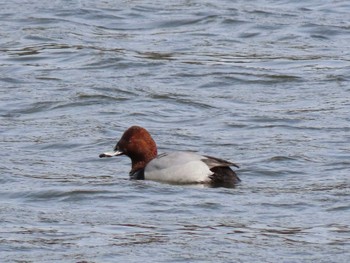 Common Pochard 平筒沼(宮城県登米市) Thu, 3/28/2024