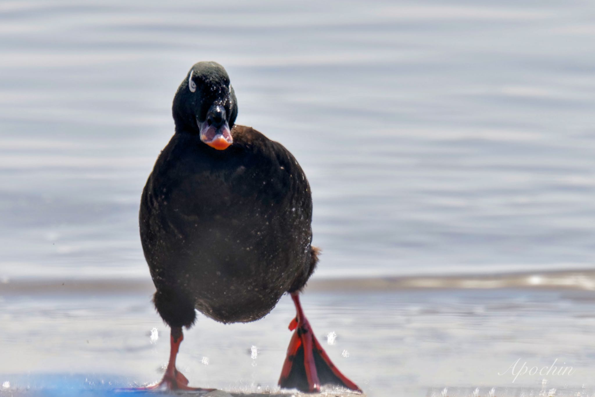 White-winged Scoter