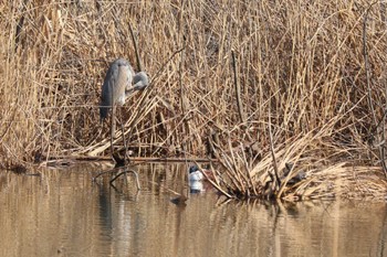 Grey Heron 二ツ池公園 Thu, 3/7/2024