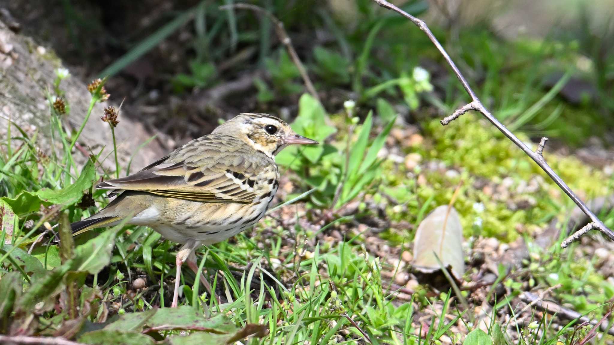 Olive-backed Pipit