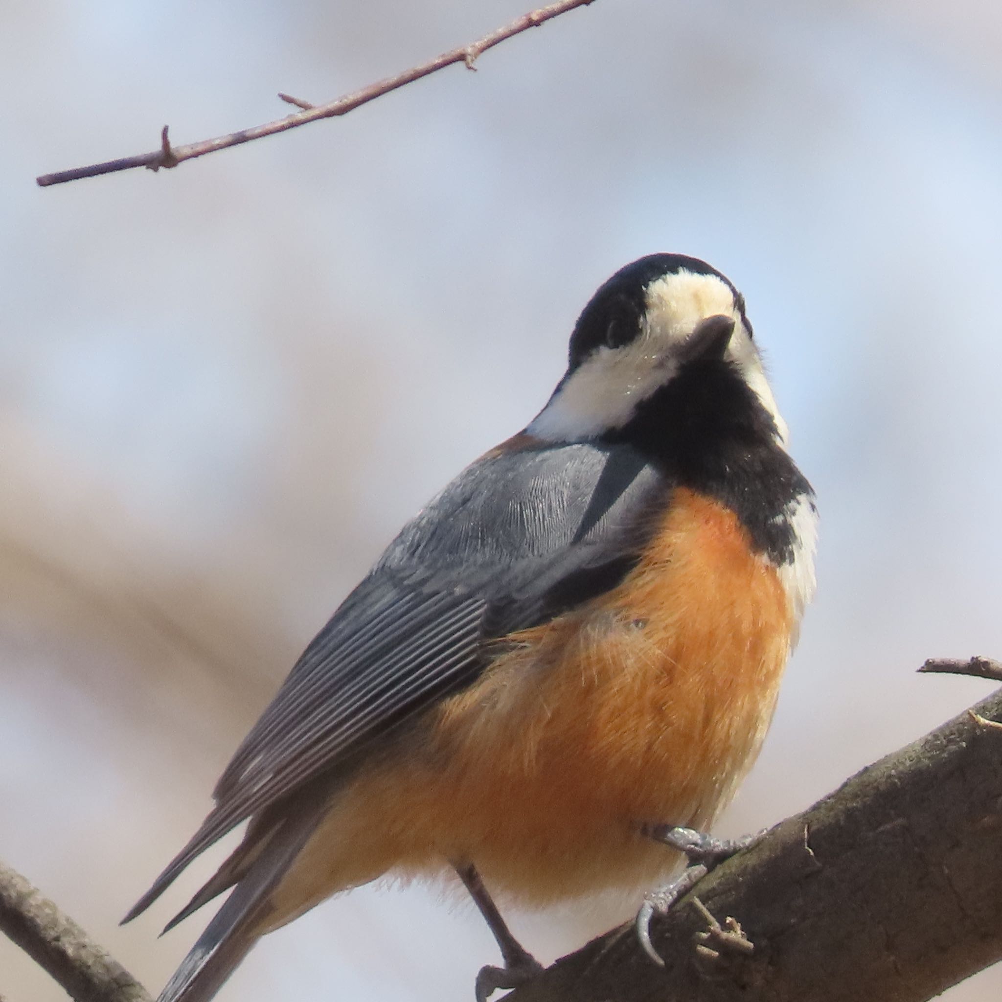 2024年3月26日(火) 滝沢森林公園の野鳥観察記録 by Hayabusa 2024年3月26日(火) 滝沢森林公園の野鳥観察記録 by Hayabusa