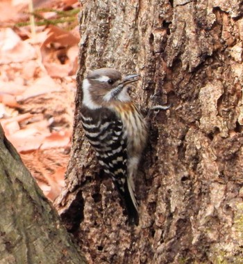 Japanese Pygmy Woodpecker Unknown Spots Sat, 2/17/2024