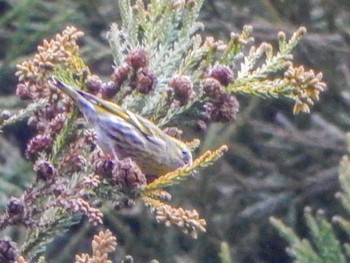 Eurasian Siskin 飯谷山 Sun, 3/31/2024