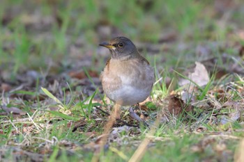 Pale Thrush Akashi Park Sun, 3/3/2024