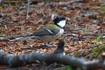 シジュウカラ 筑波実験植物園 2024年3月20日(水)