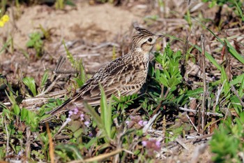 Eurasian Skylark ふれあい松戸川 Sun, 3/31/2024