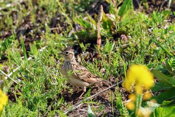 Eurasian Skylark ふれあい松戸川 Sun, 3/31/2024