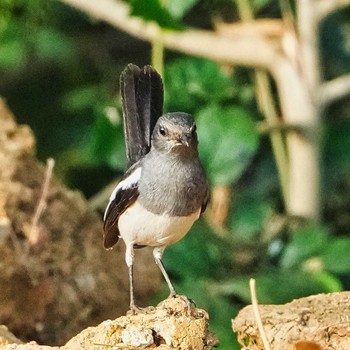 Oriental Magpie-Robin Bueng Boraphet Bird Park Thu, 3/14/2024