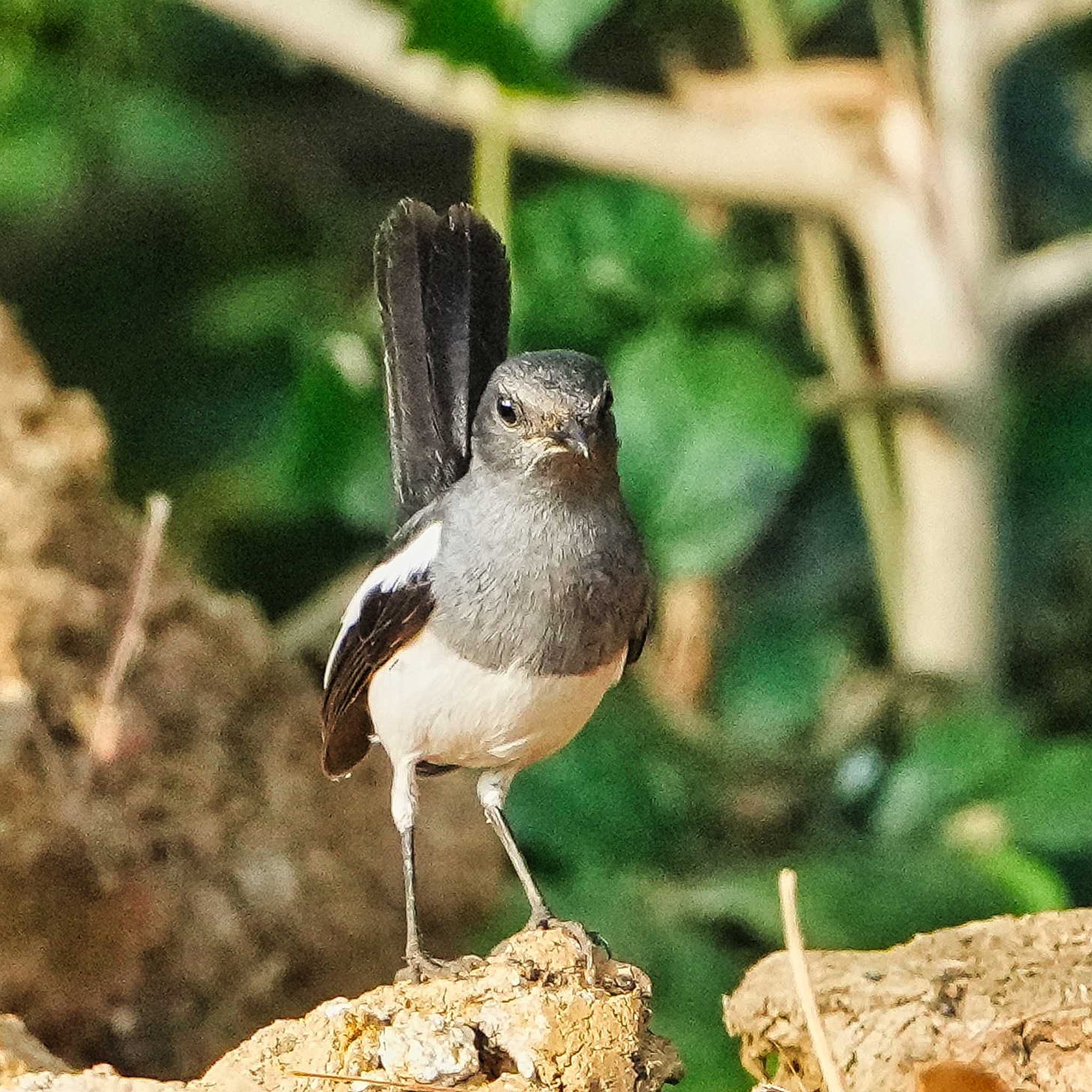 Photo of Oriental Magpie-Robin at Bueng Boraphet Bird Park by span265