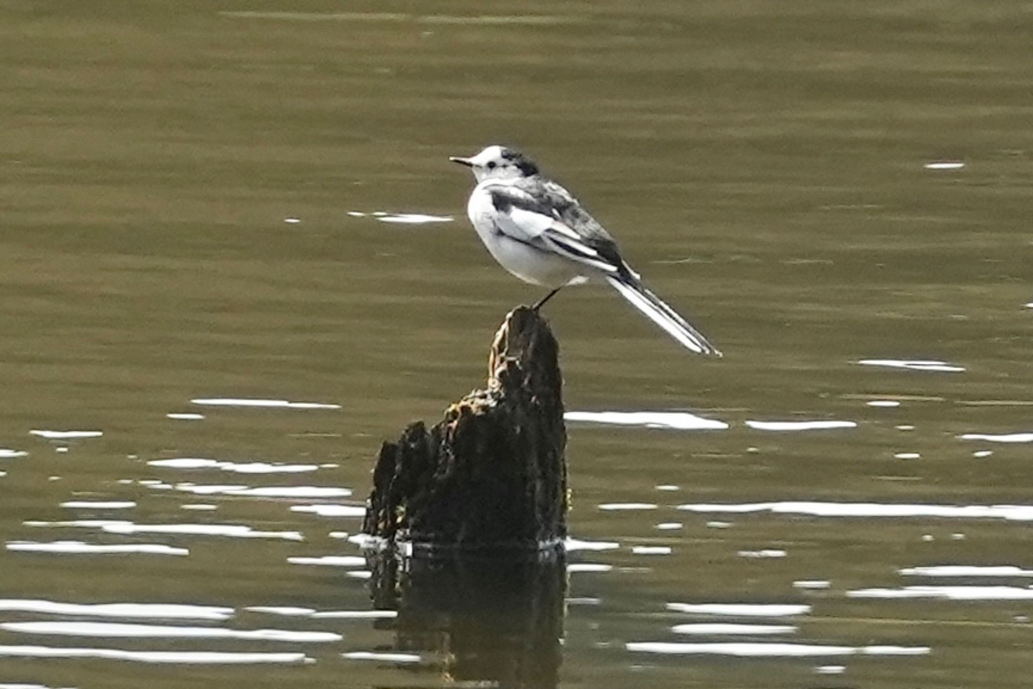 White Wagtail(leucopsis)