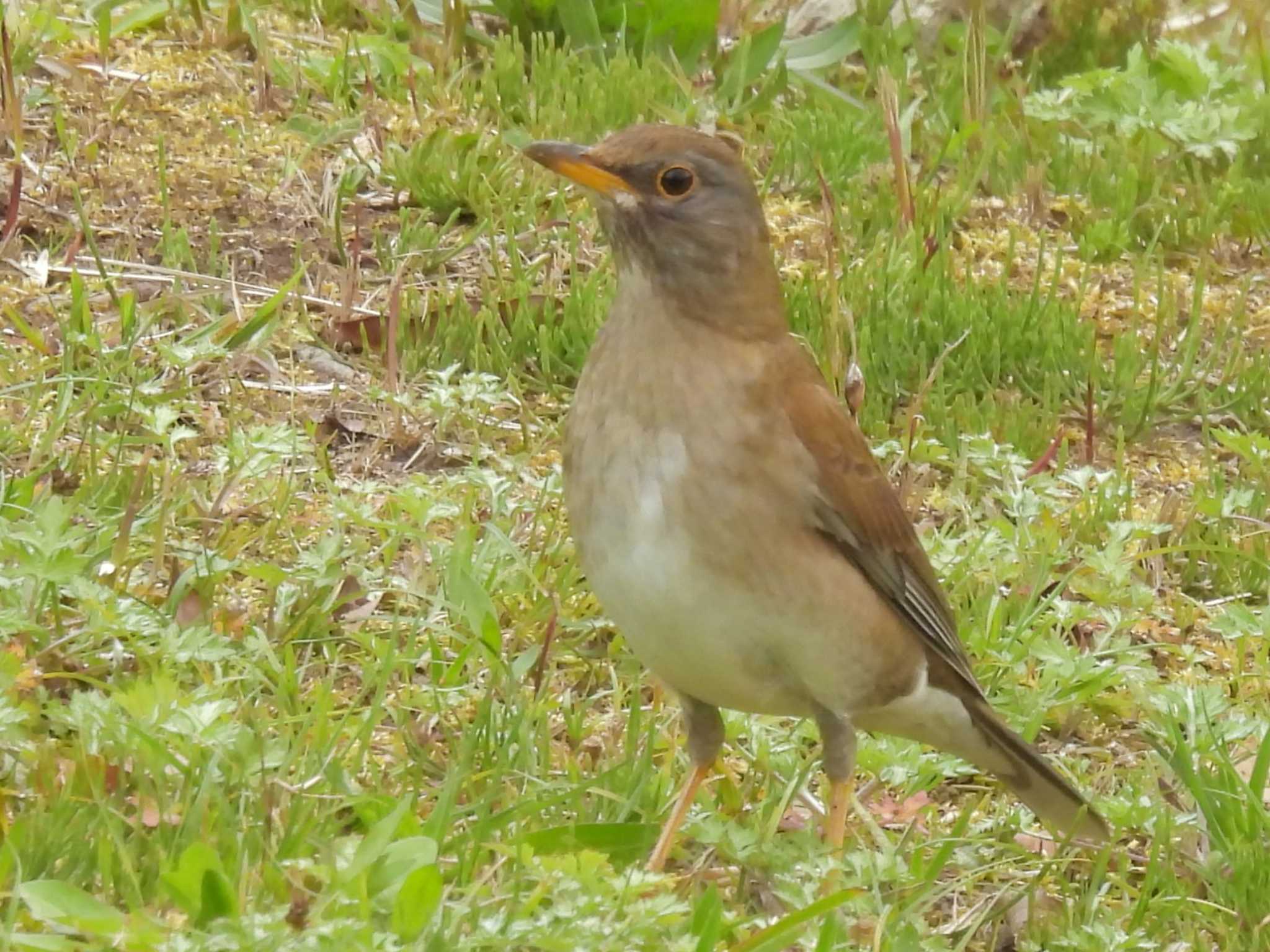 Photo of Pale Thrush at 千里中央公園(大阪府豊中市) by ゆりかもめ