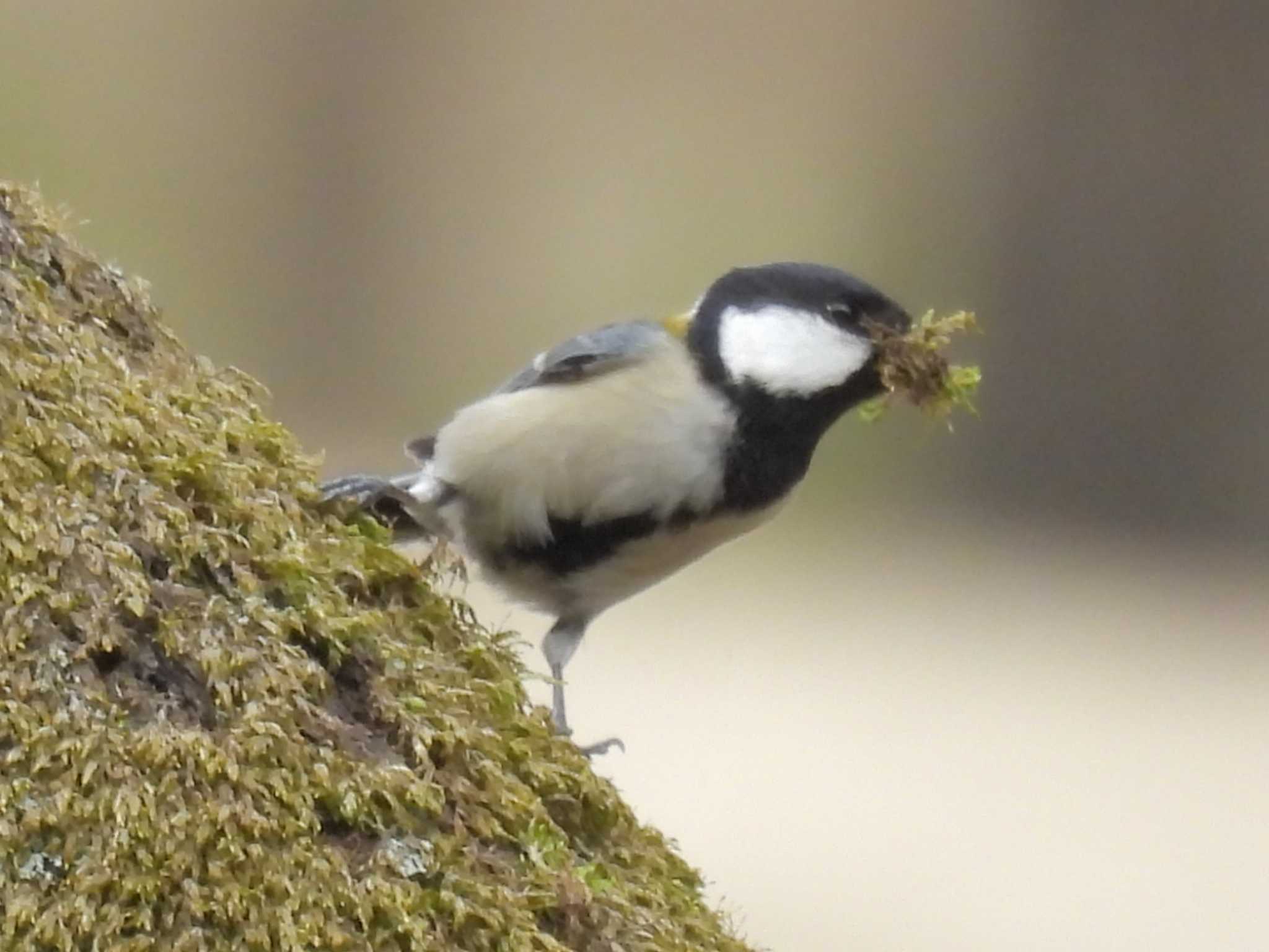 Photo of Japanese Tit at 千里中央公園(大阪府豊中市) by ゆりかもめ