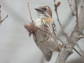 Japanese Pygmy Woodpecker 千里中央公園(大阪府豊中市) Sun, 3/31/2024