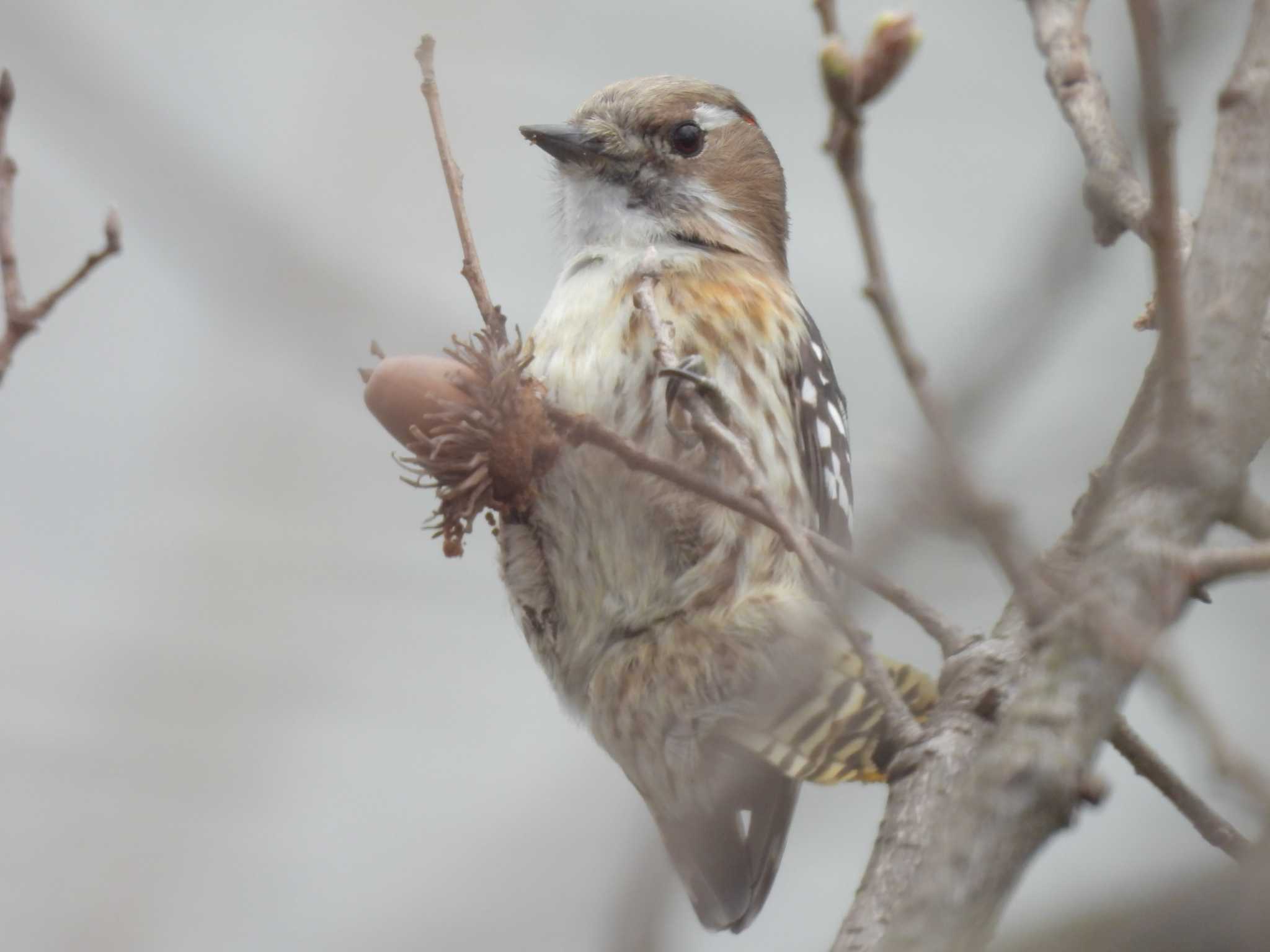 Japanese Pygmy Woodpecker