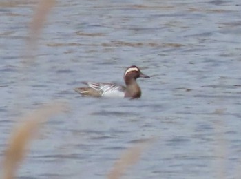 Garganey 山口県立きらら浜自然観察公園 Sat, 3/30/2024