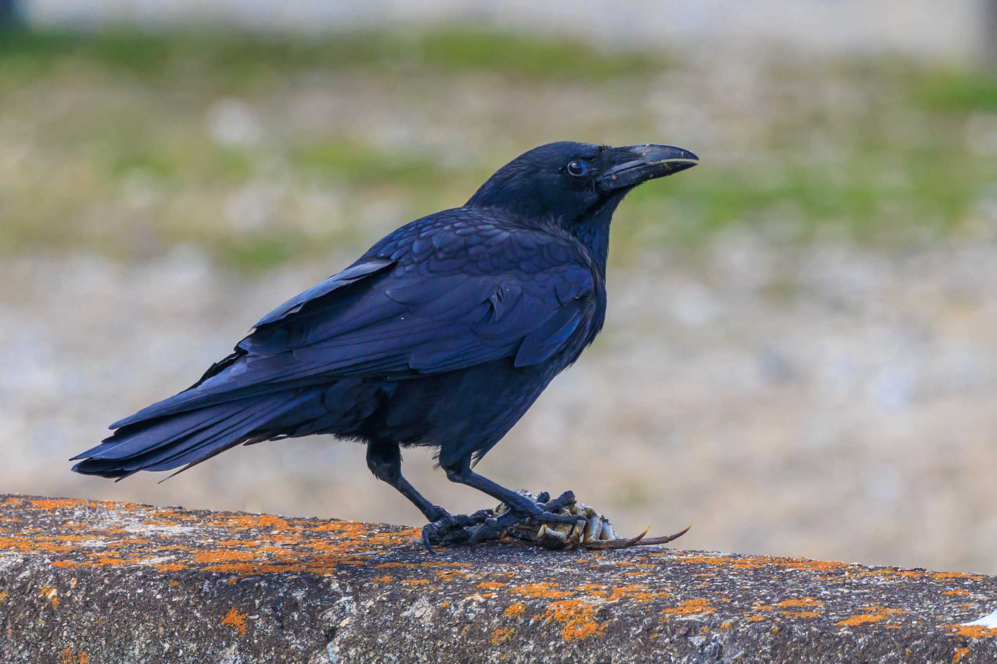 Photo of Carrion Crow at 喜瀬川 by ときのたまお