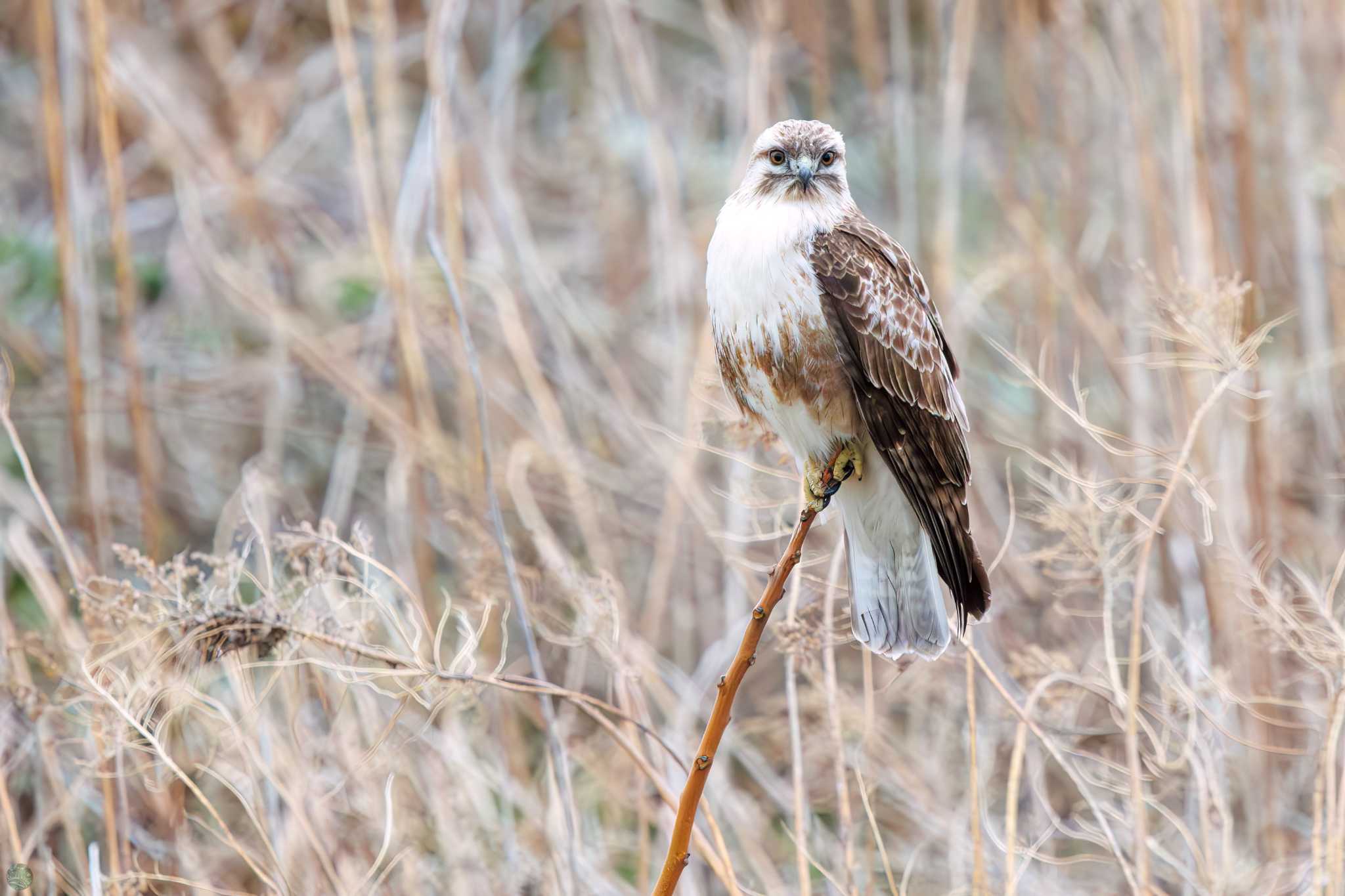 Eastern Buzzard