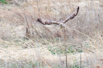 Eastern Buzzard 利根川 Sat, 3/23/2024