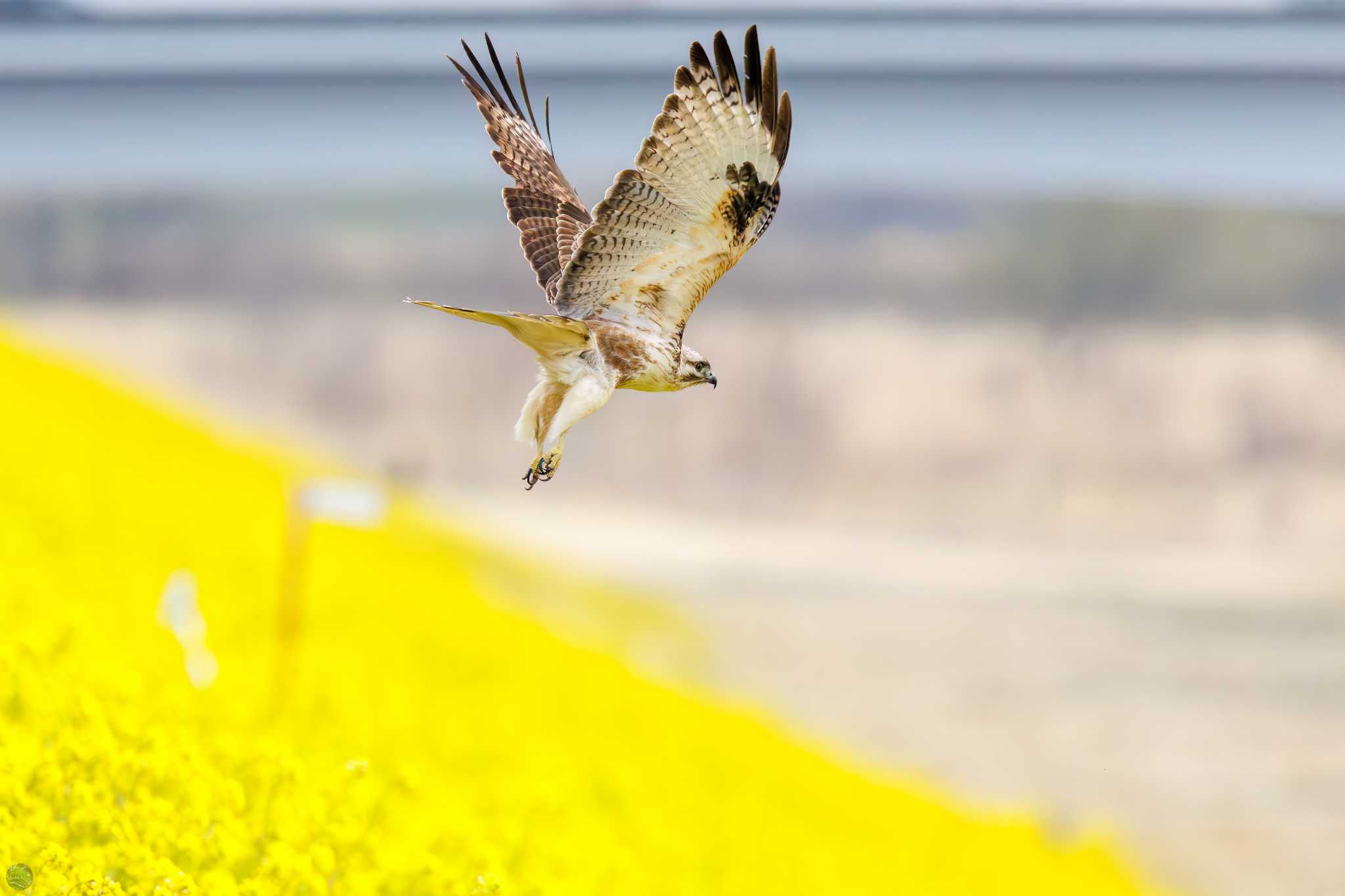 Eastern Buzzard