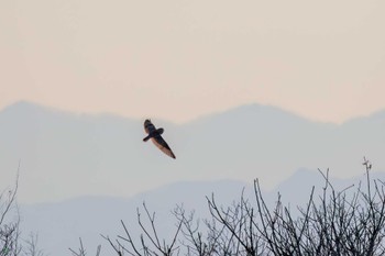 コミミズク 埼玉　荒川河川敷 2024年3月23日(土)