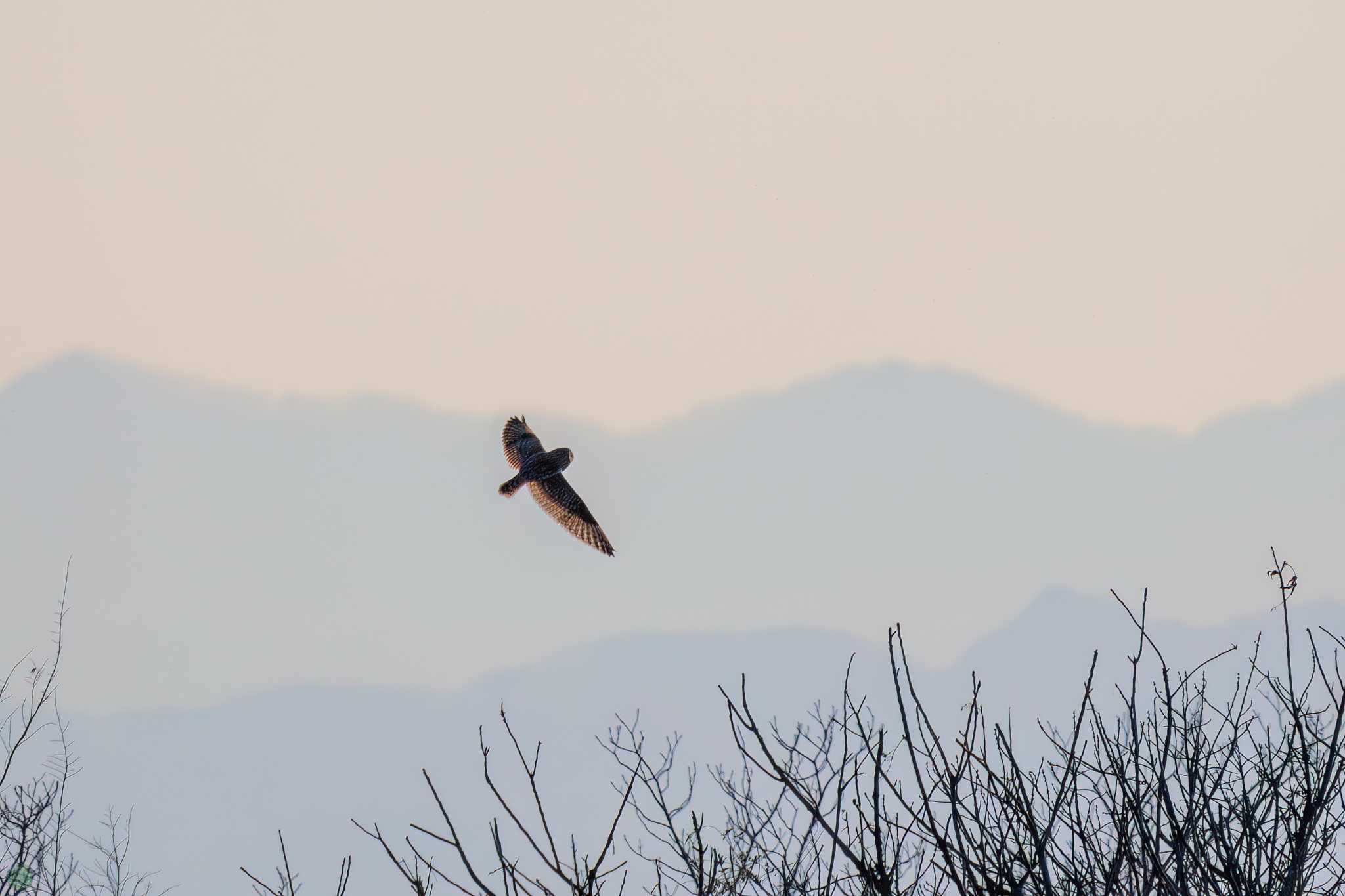 Short-eared Owl