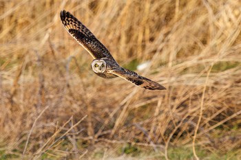 Short-eared Owl 埼玉　荒川河川敷 Sat, 3/23/2024