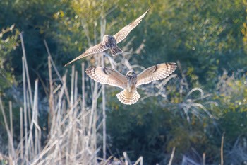 Short-eared Owl 埼玉　荒川河川敷 Sat, 3/23/2024