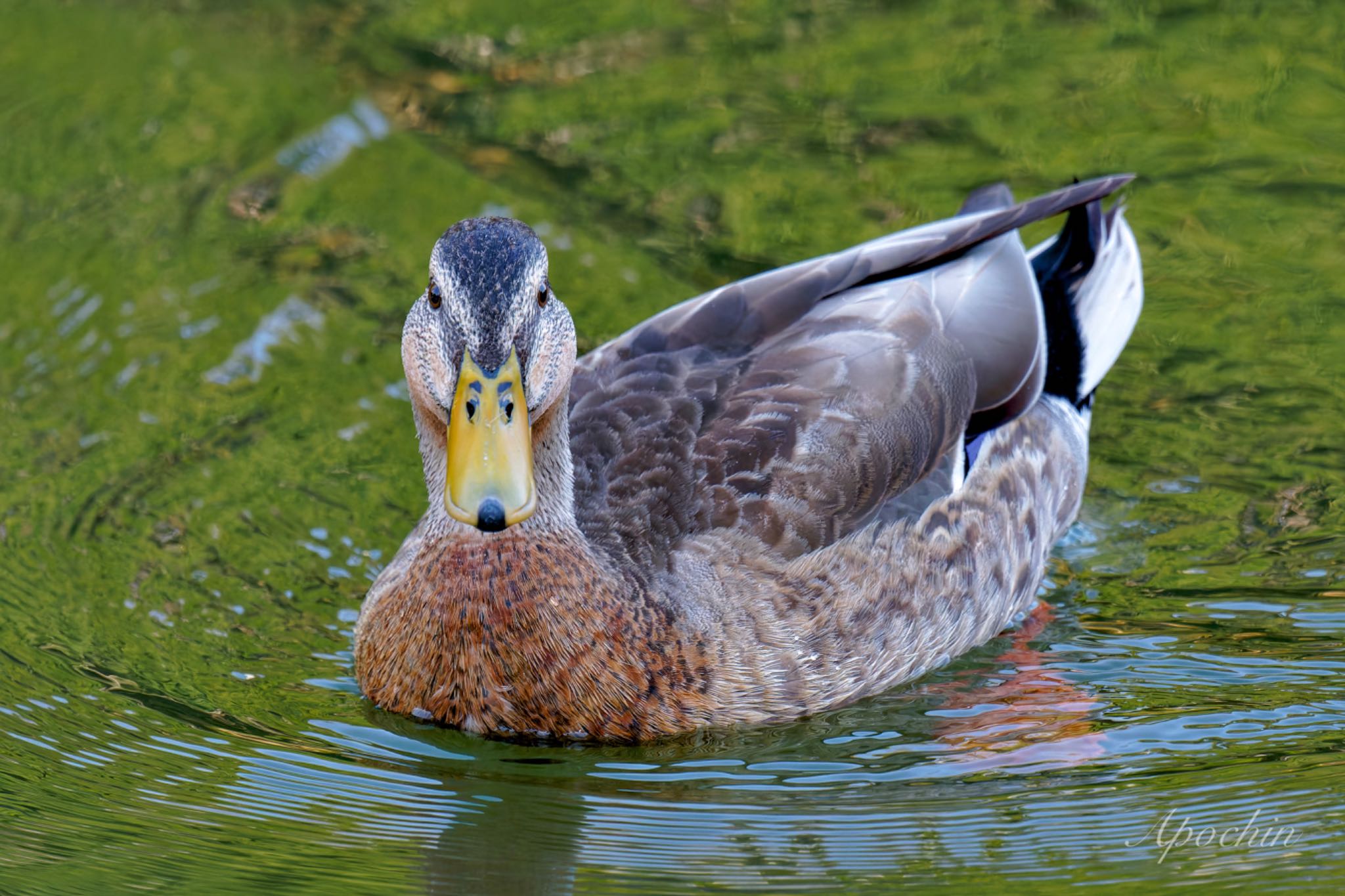 Mallard x Eastern Spot-billed Duck