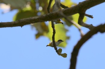 Yellow-sided Flowerpecker