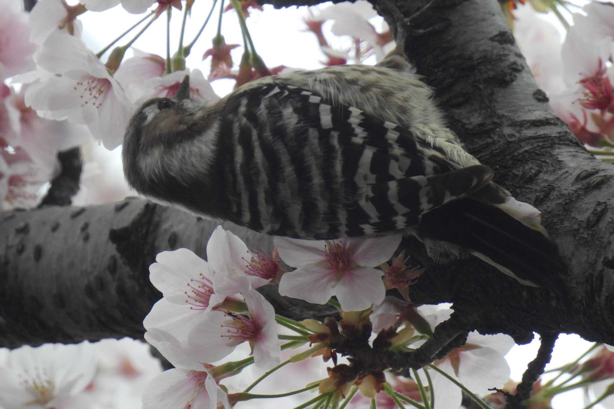 桜の見頃はぁ、週末くらいでしょうかぁ。。。 by ぶぅすか