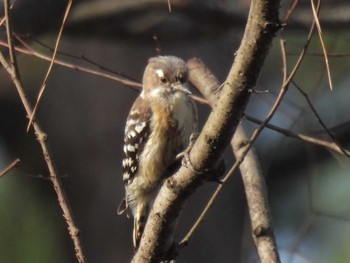 Japanese Pygmy Woodpecker Kyoto Gyoen Tue, 4/2/2024