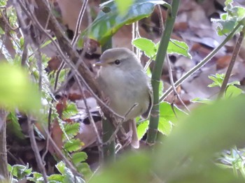 Japanese Bush Warbler Kyoto Gyoen Tue, 4/2/2024