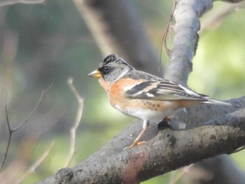 Brambling Kyoto Gyoen Tue, 4/2/2024