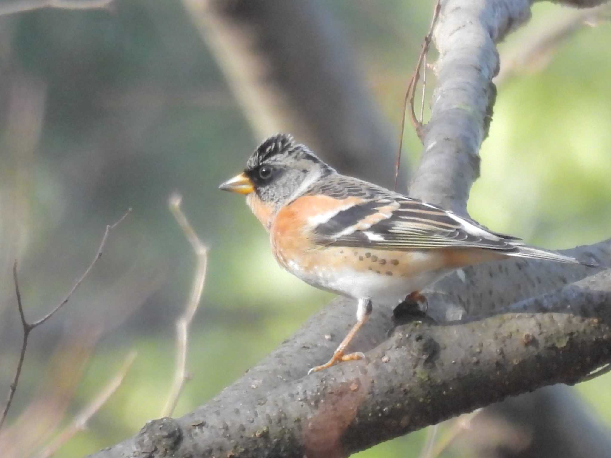 Photo of Brambling at Kyoto Gyoen by ゆりかもめ