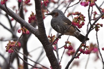 Brown-eared Bulbul Nagahama Park Thu, 3/28/2024