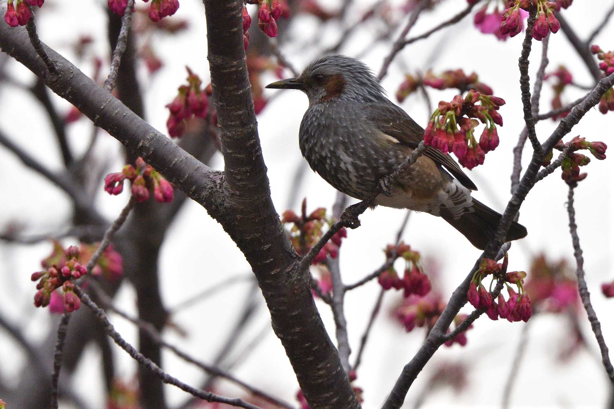 Brown-eared Bulbul