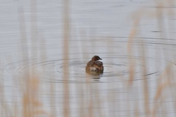 カイツブリ 長浜公園 2024年3月28日(木)