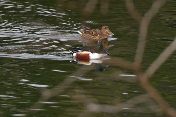 Northern Shoveler Nagahama Park Thu, 3/28/2024