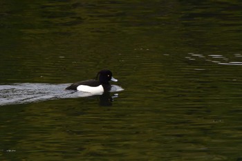 キンクロハジロ 長浜公園 2024年3月28日(木)