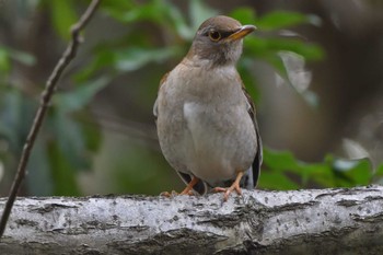 Pale Thrush Nagahama Park Thu, 3/28/2024