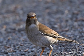 Pale Thrush Nagahama Park Thu, 3/28/2024