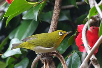 Warbling White-eye Nagahama Park Thu, 3/28/2024