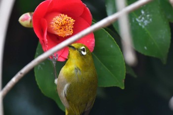 Warbling White-eye Nagahama Park Thu, 3/28/2024