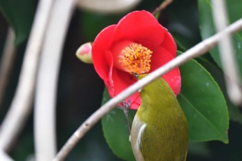 Warbling White-eye Nagahama Park Thu, 3/28/2024