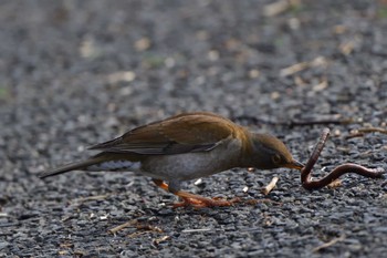 Pale Thrush Nagahama Park Thu, 3/28/2024