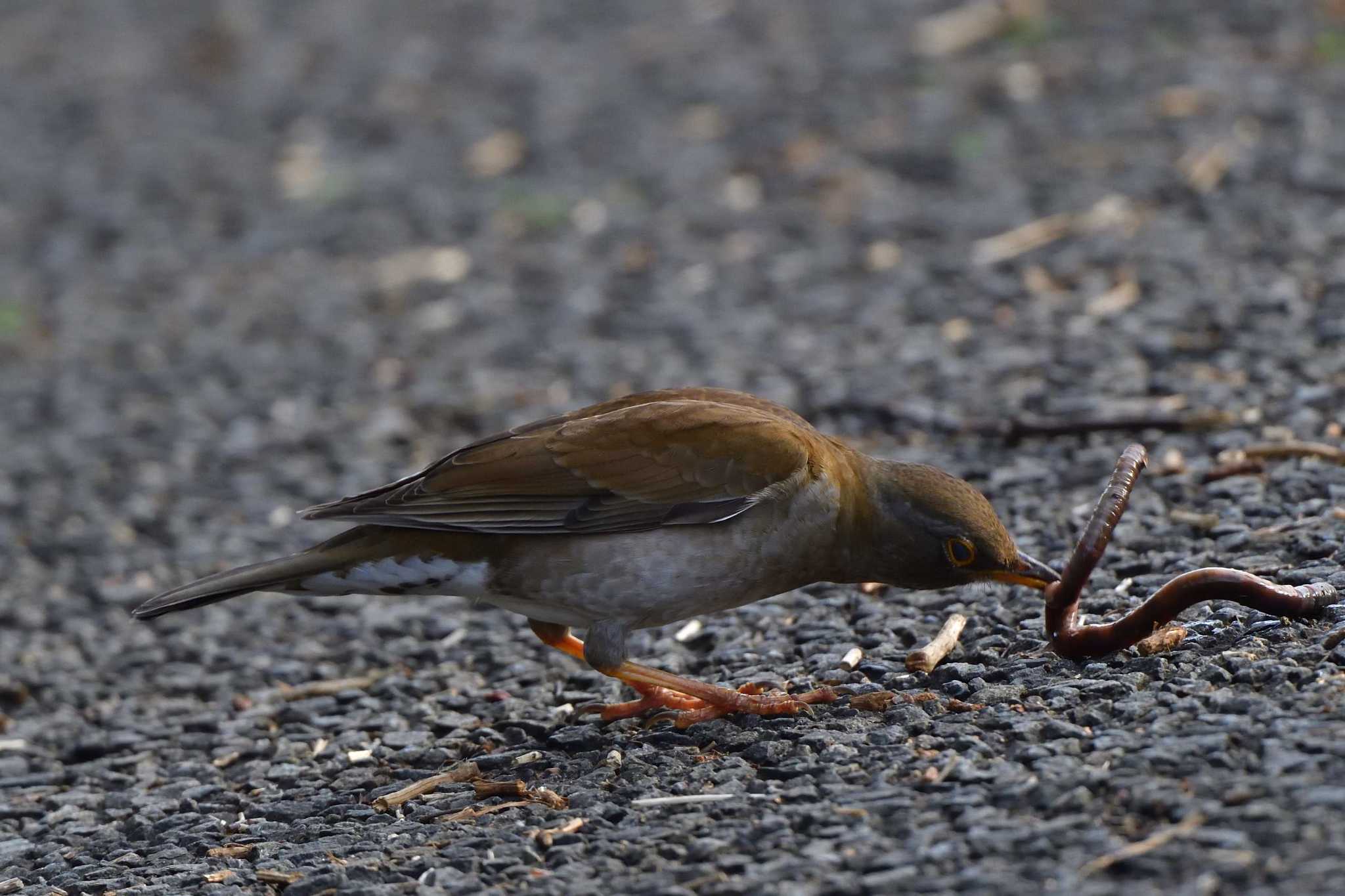 Pale Thrush