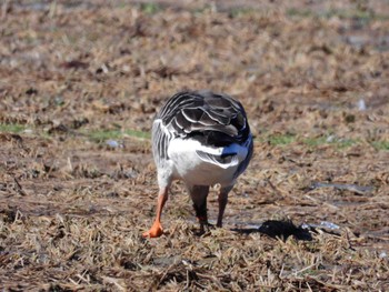 Tundra Bean Goose 北海道上磯郡木古内町字大川 Wed, 3/27/2024