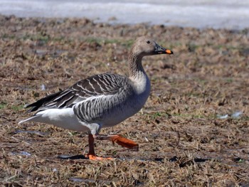 Tundra Bean Goose 北海道上磯郡木古内町字大川 Wed, 3/27/2024