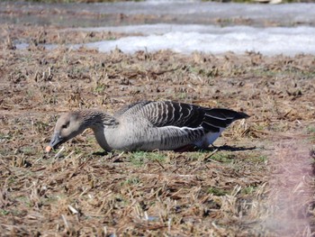 Tundra Bean Goose  北海道上磯郡木古内町字大川 Wed, 3/27/2024